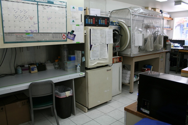 cyto 2.JPG (44419 bytes)